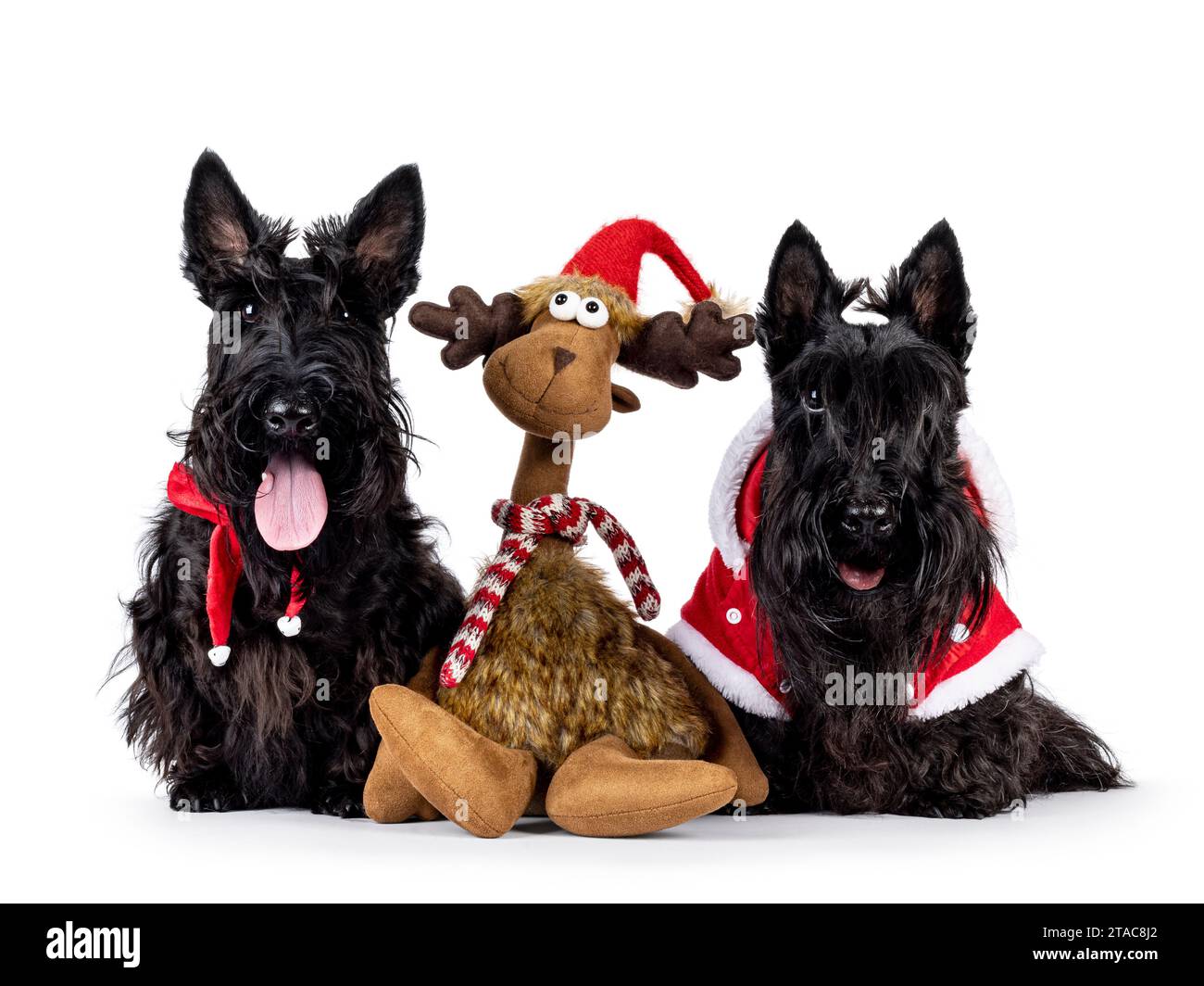 Two Scottish Terrier dogs and toy reindeer, sitting beside each other facing front wearing xmas jackets. Looking towards camera. Isolated on a white b Stock Photo
