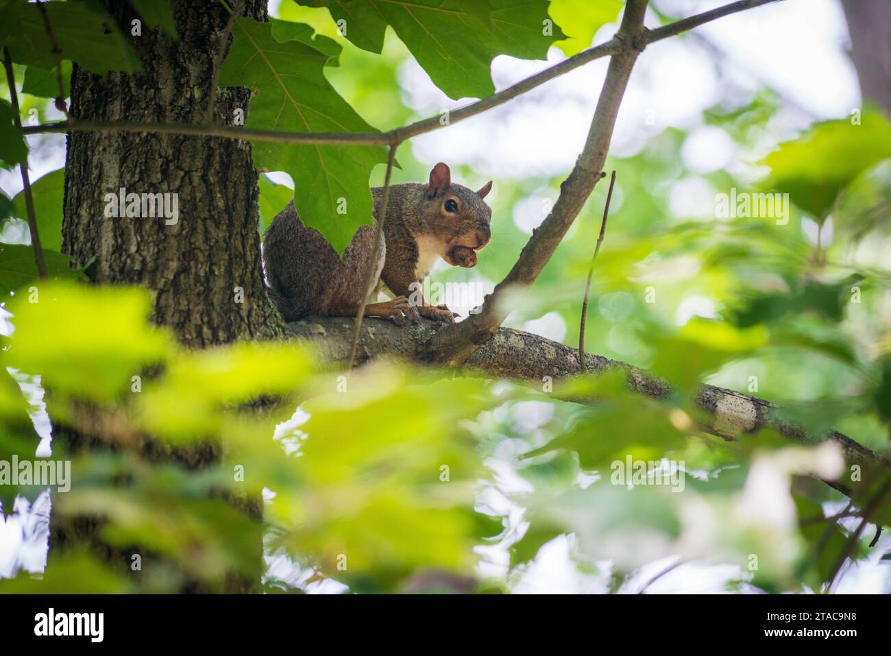 Squirrel in a Tree With a Nut Stock Photo