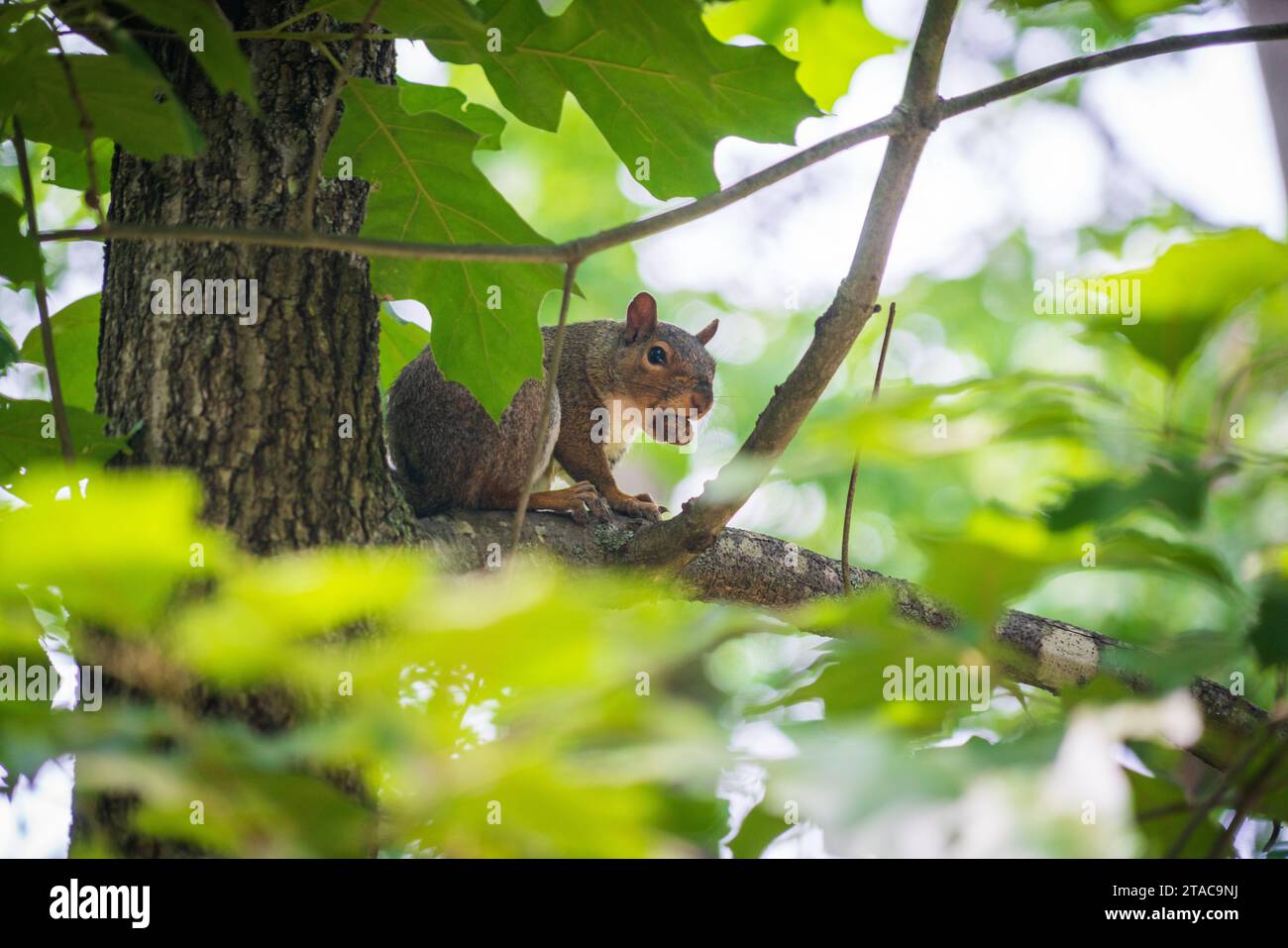 Squirrel in a Tree With a Nut Stock Photo