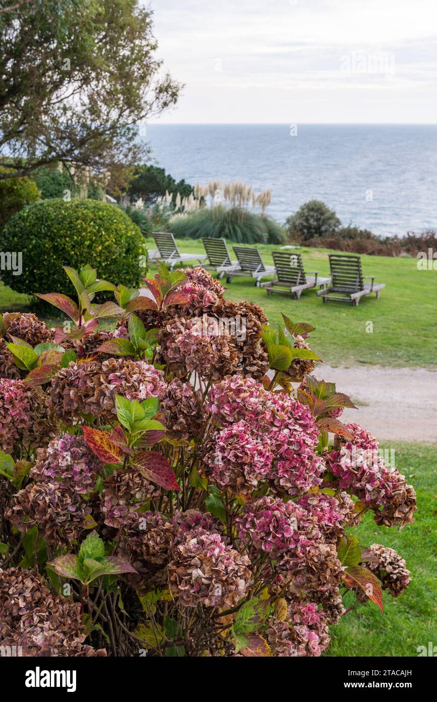 PInk hydrangea with view to Gerrans Bay from coastal home in Truro, Cornwall, UK Stock Photo