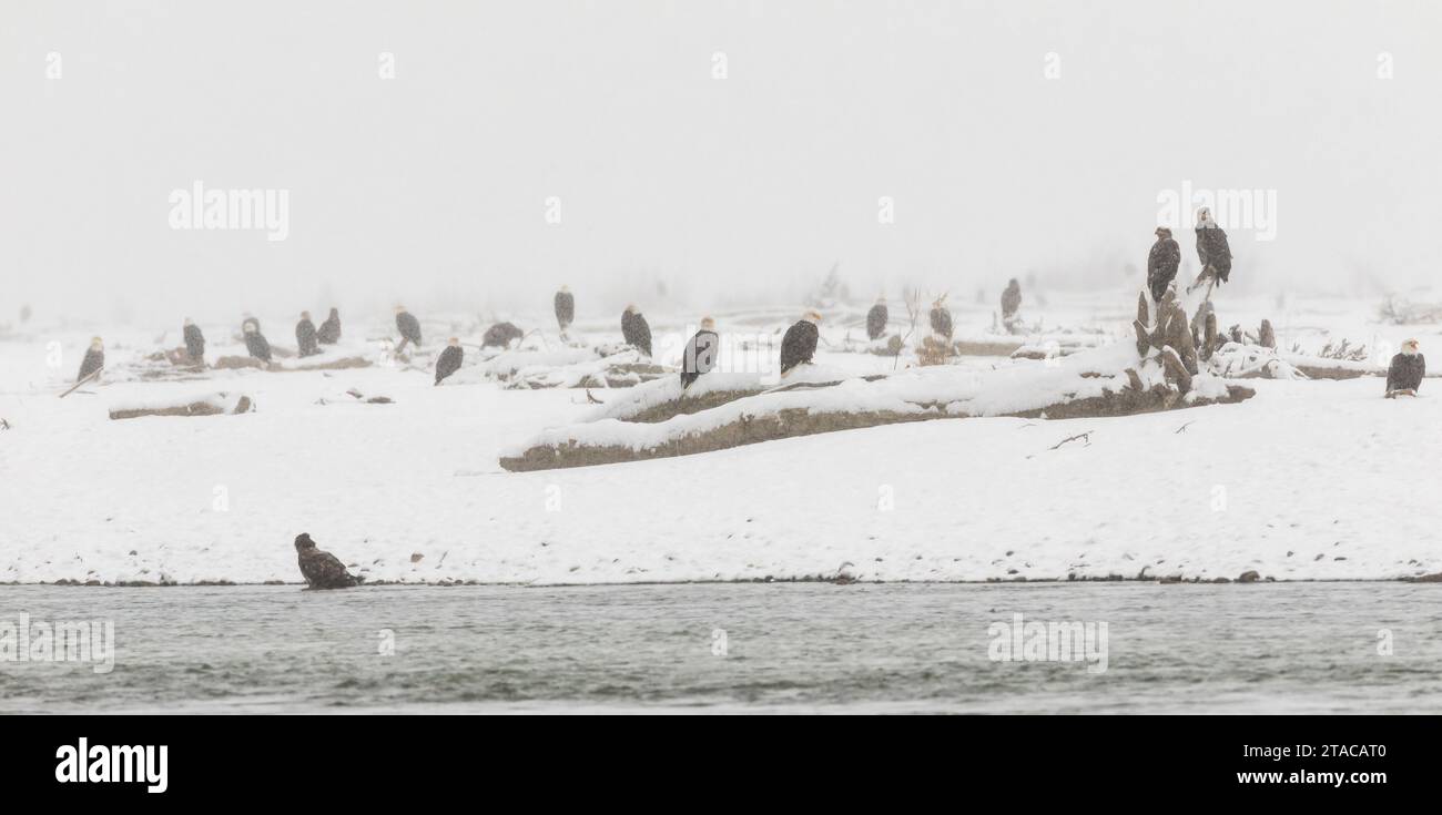 Bald Eagles in winter, Chilkat Bald Eagle Preserve, Alaska Stock Photo