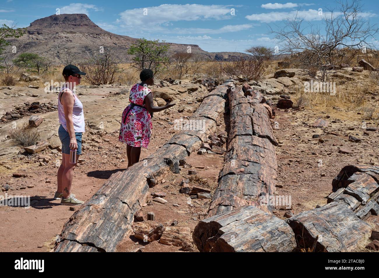 tourist with local guide at Three Stages Petrified Forest, Petrified Forest, Damaraland, Namibia, Africa Stock Photo