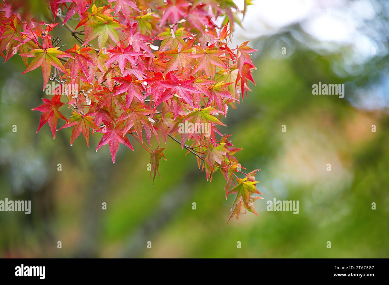 Seasonal view of japanese maple hi-res stock photography and images - Alamy