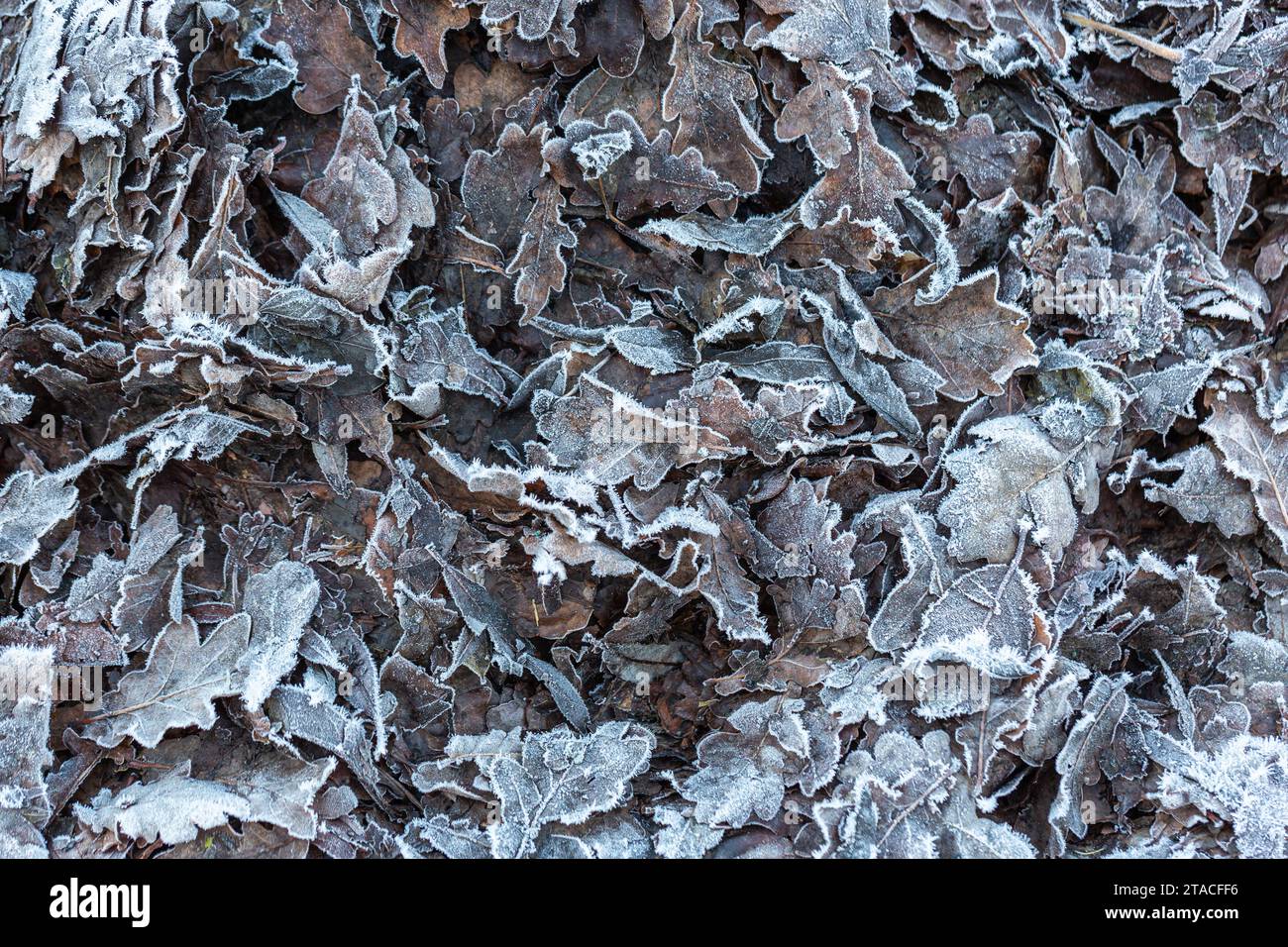 Dead leaves littering the ground covered in frost Stock Photo