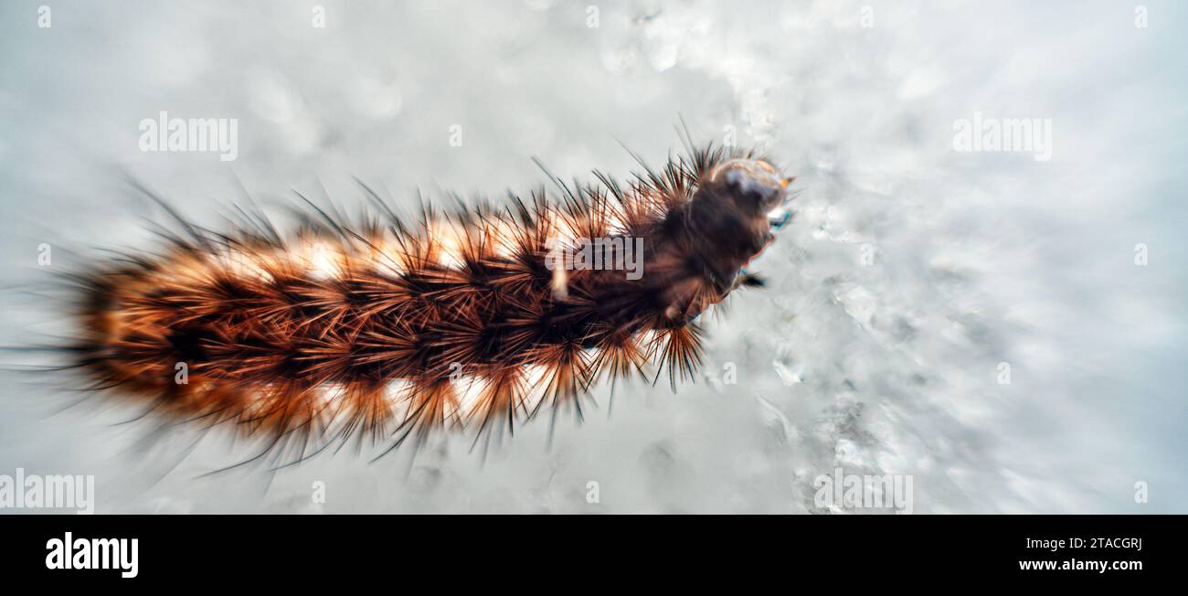 Caterpillar winter moth (Agrotis segetum) migrating on ice, cold