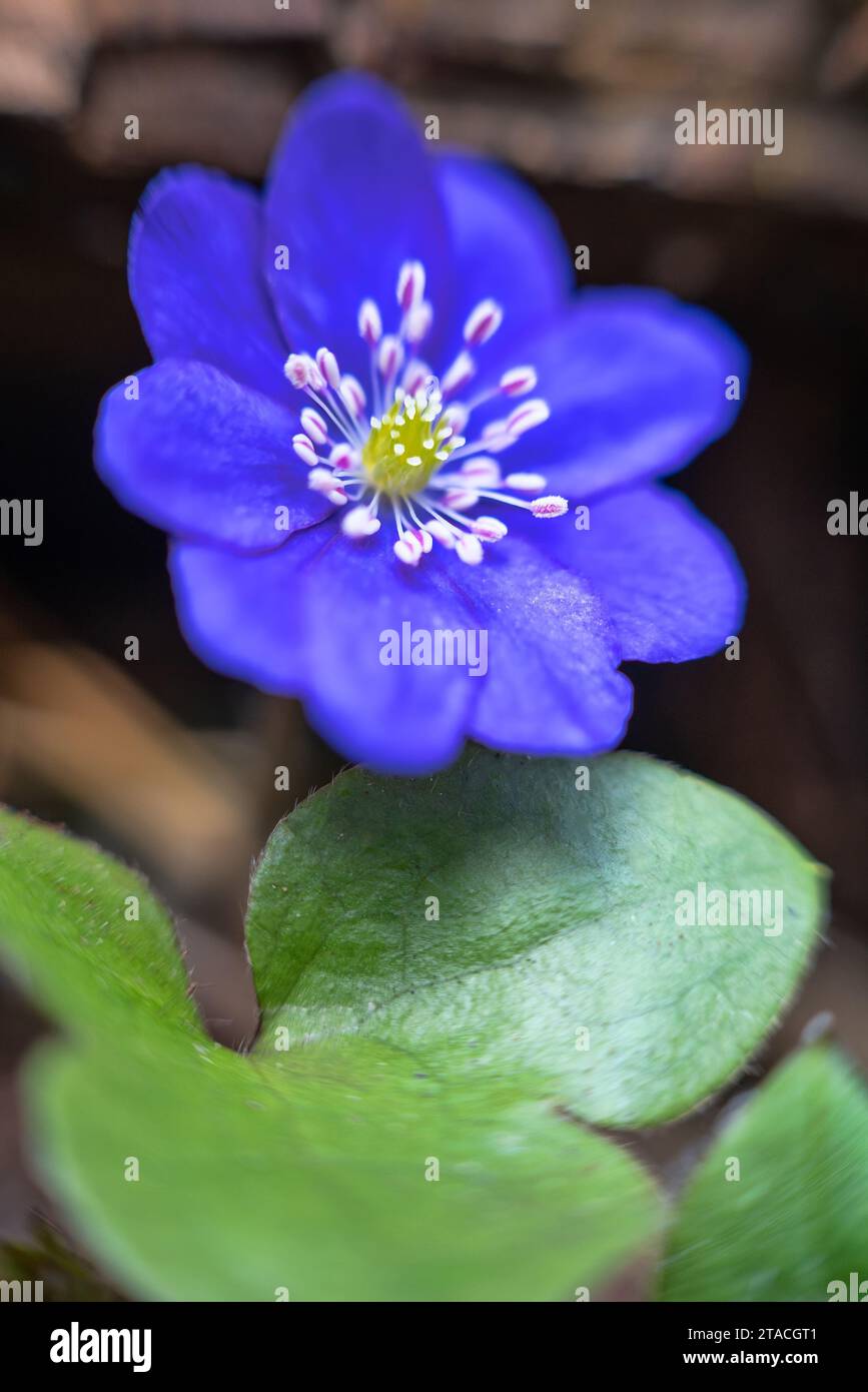 North Mayflower (Hepanca nobilis) with dark blue petals. The first flowers during the melting of snow are small in size (early spring phenotype) and g Stock Photo