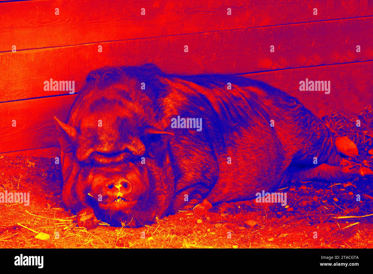 Cruel animal. Huge powerful hog (guard pig), Illustration of thermal image. Stock Photo