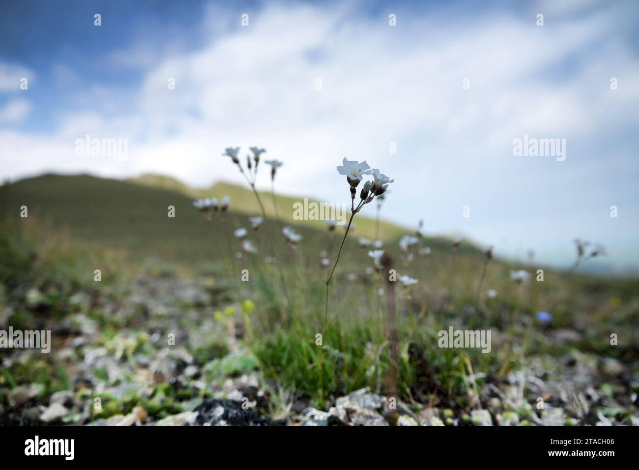 Sandwort (Minuartia sp.) on the alpine meadows of the Caucasus. North Caucasus. 2300 m A.S.L. Stock Photo