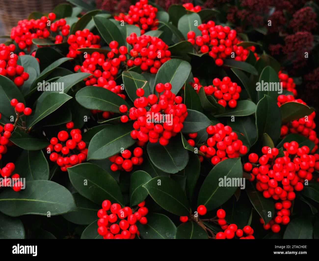 Vivid glossy red berry and dark green leaves of Ilex x 'Cherry Bomb