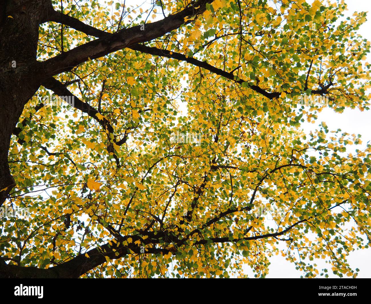 Uprisen angle to autumn tree top, leave color changing from green to yellow. Stock Photo