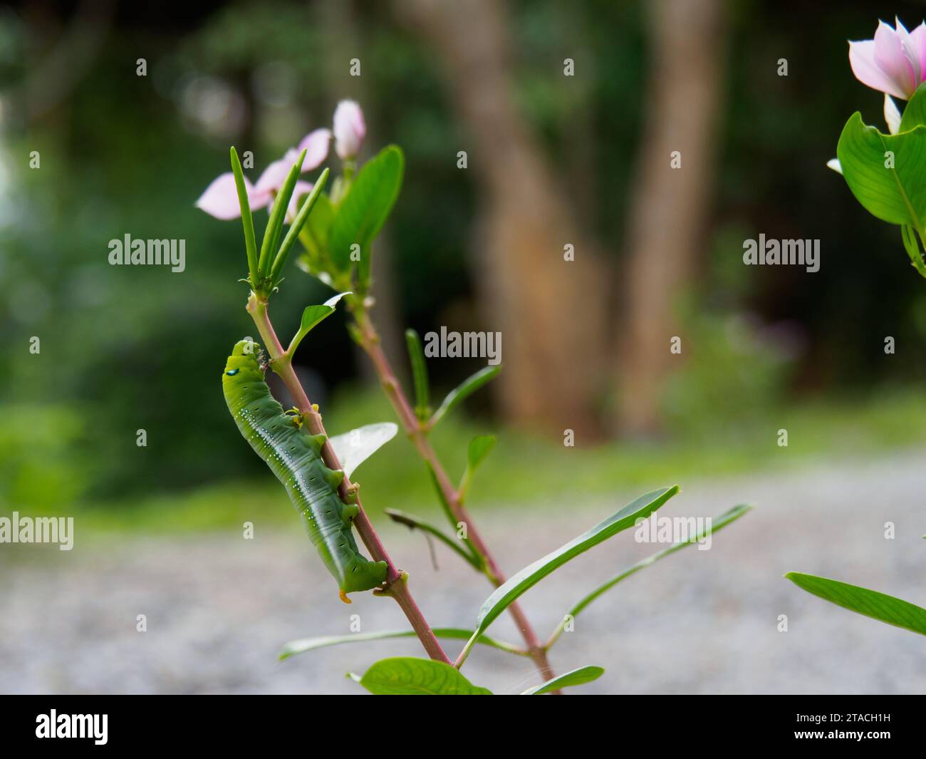 Full grown Army Green Moth caterpillar or Oleander Hawk Moth eating leaf. Binomial name is Daphnis Nerii. Stock Photo