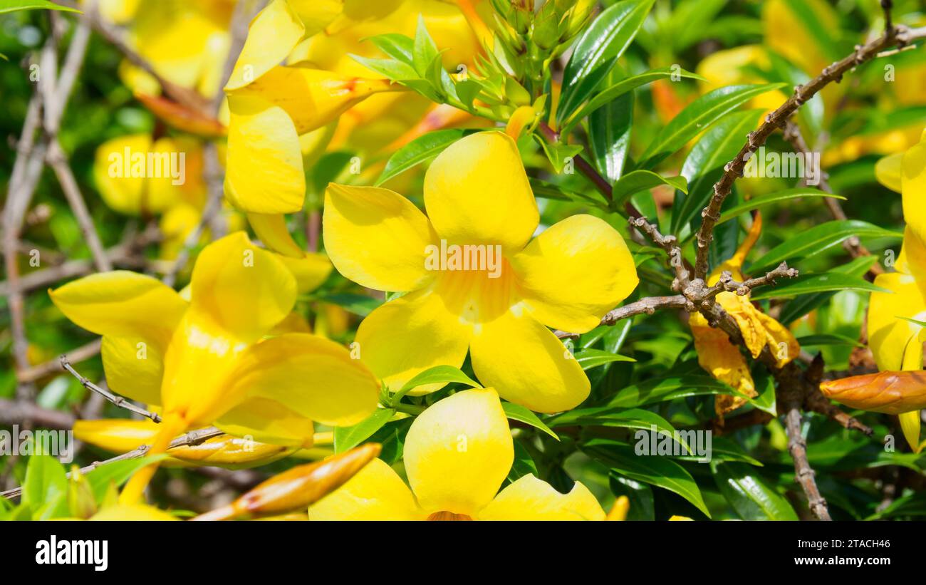 Bright yellow of Allamanda Cathartica flowers, common name are Golden Trumpet, Common Trumpet Vine, and Yellow Allamanda. This plant native to Brazil Stock Photo