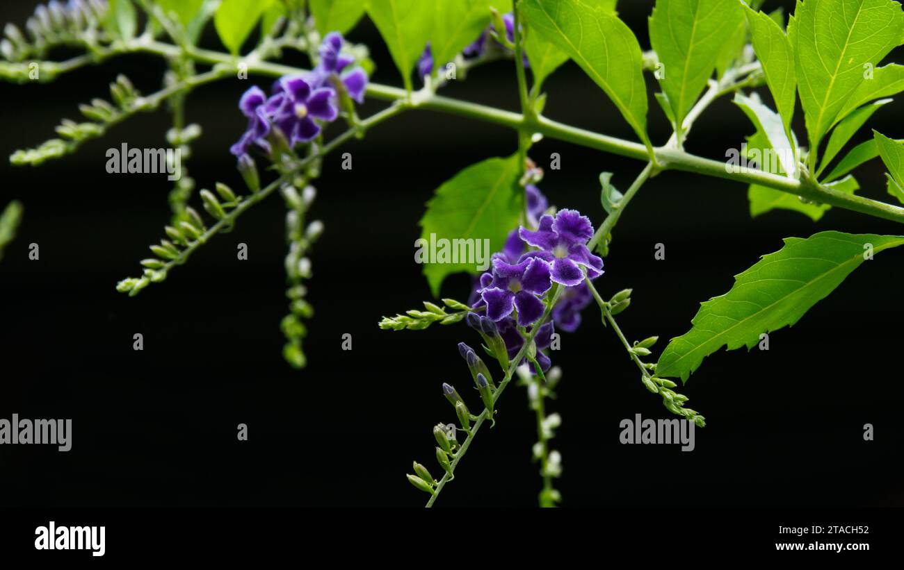 Close-up beautiful violet flowers of Duranta Erecta or Golden Dewdrop. Other common names are Creeping Sky flower and Pigeon Berry. Stock Photo