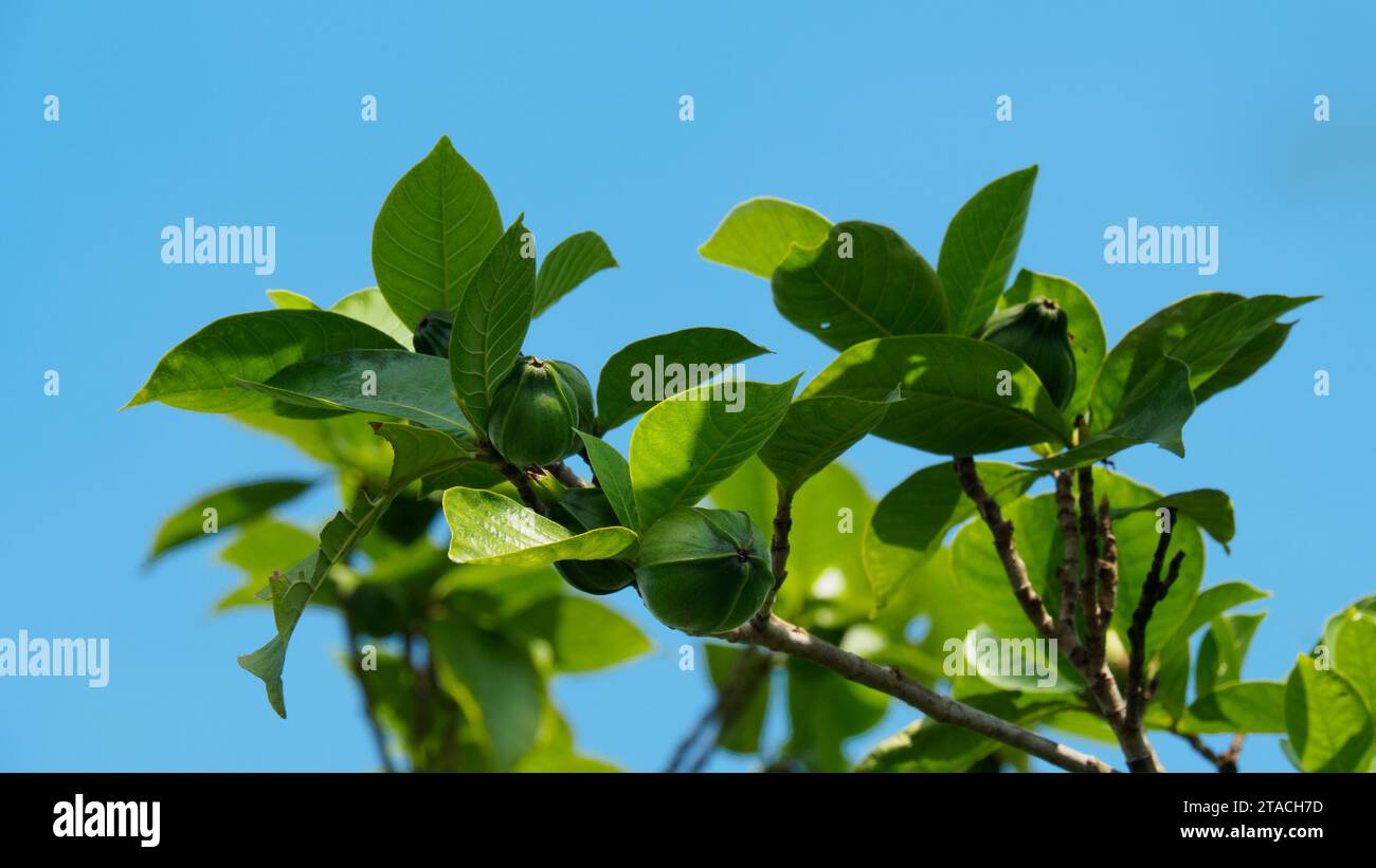 Green fruits of Gardenia Sootepensis or in common, Golden Gardenia, native plant of Thailand, with green leaves in natural atmosphere Stock Photo