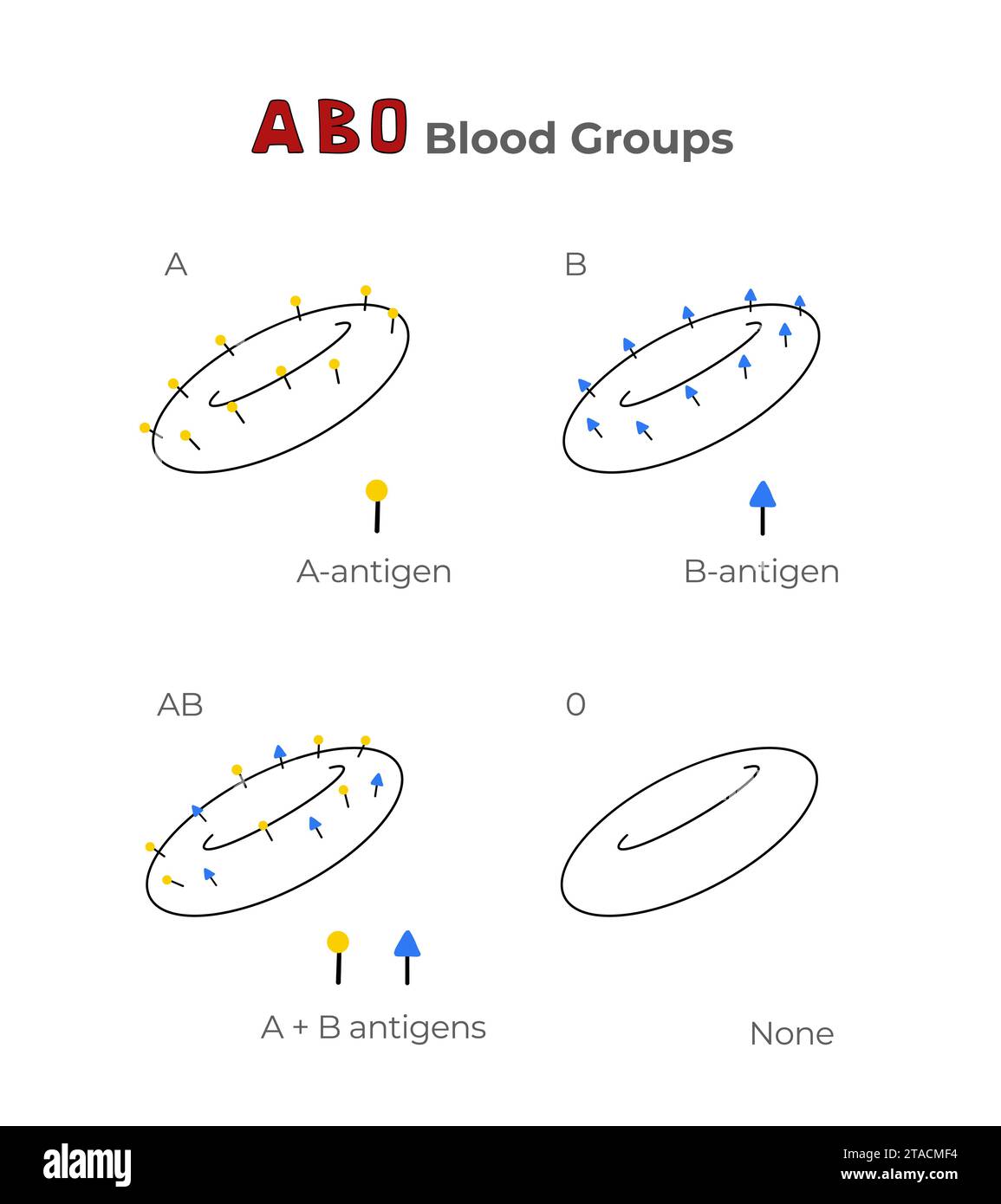 Blood groups, blood types, antigens and antibodies explanation in a table. Medical illustration in line art style. Stock Vector