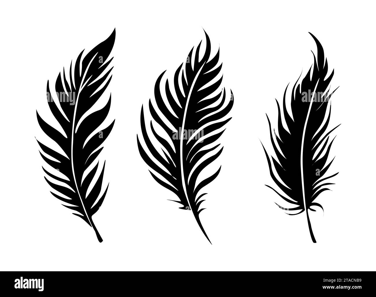 Bird Feathers vector illustration vector on white Stock Vector Image