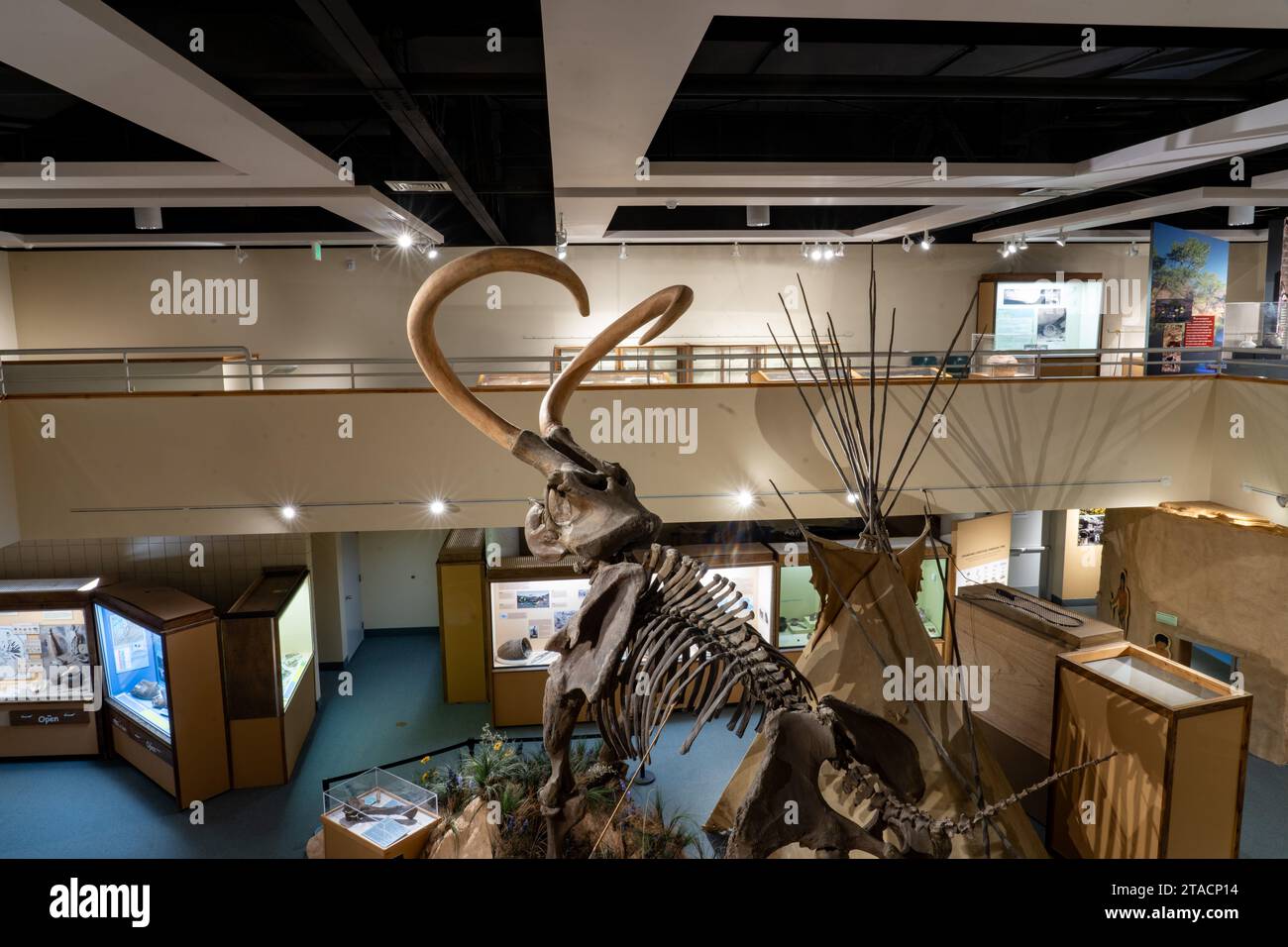 A Columbian Mammoth, Mammuthus columbi, in the USU Eastern Prehistoric Museumin Price, Utah