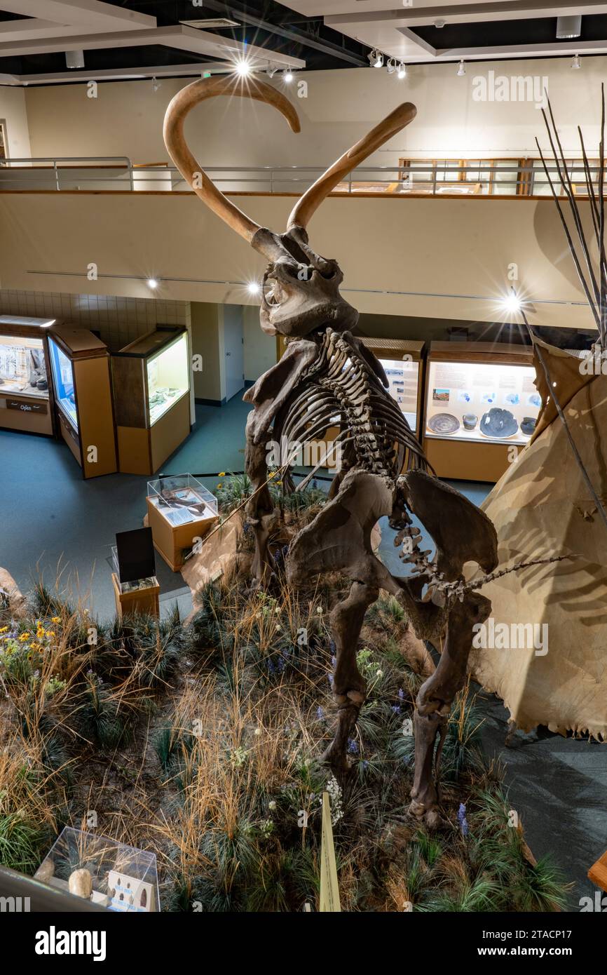 A Columbian Mammoth, Mammuthus columbi, in the USU Eastern Prehistoric Museumin Price, Utah