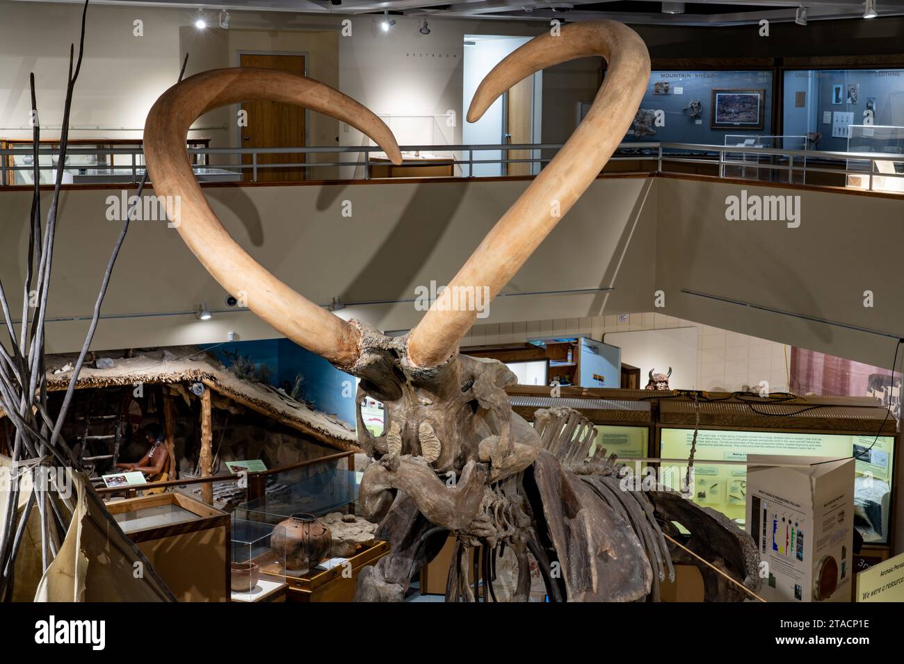Detail of the tusks & skull of a Columbian Mammoth, Mammuthus columbi