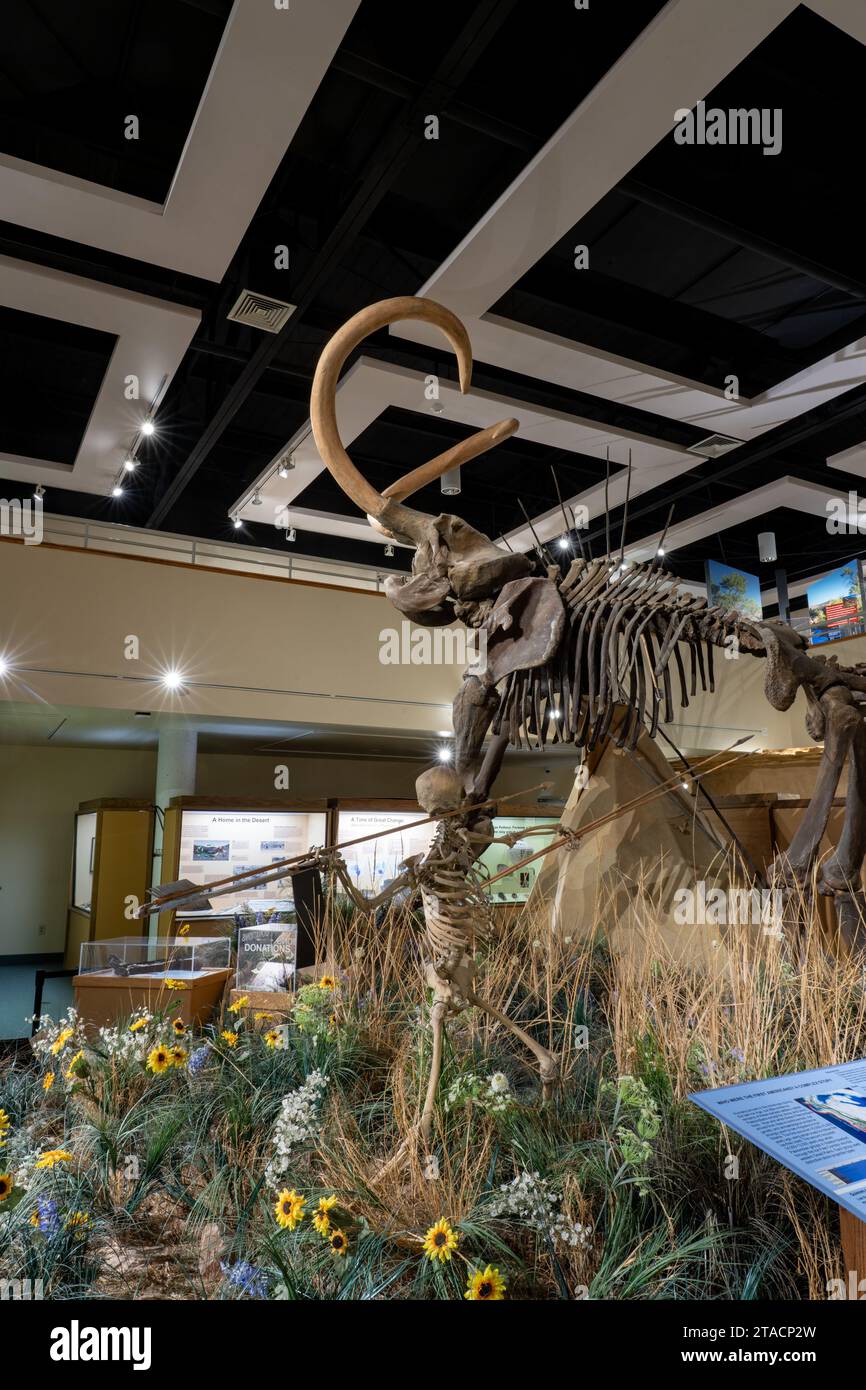 A Columbian Mammoth, Mammuthus columbi, in the USU Eastern Prehistoric Museumin Price, Utah
