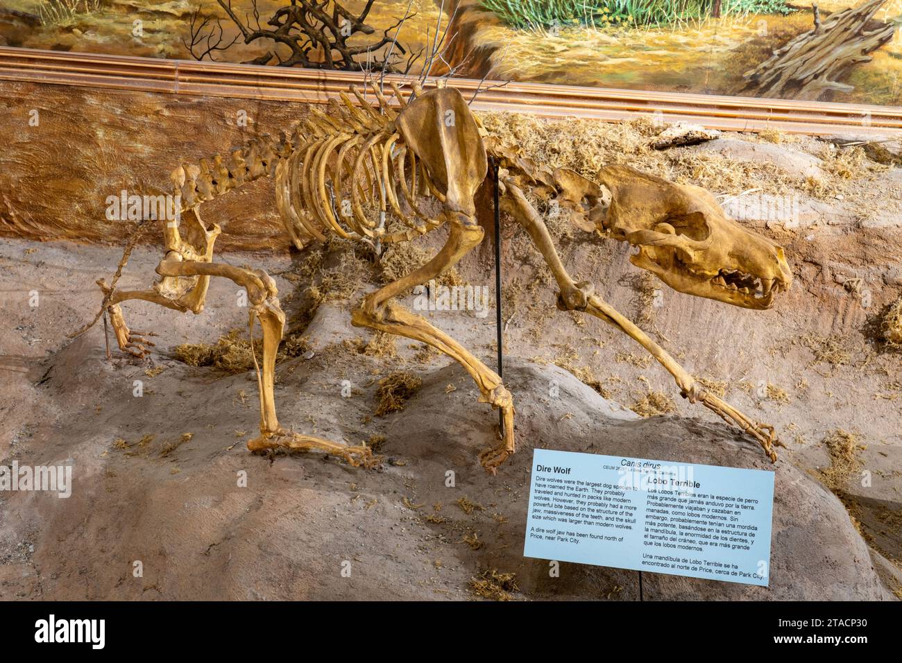 Skeleton of a Dire Wolf, Canis dirus, in the USU Eastern Prehistoric ...