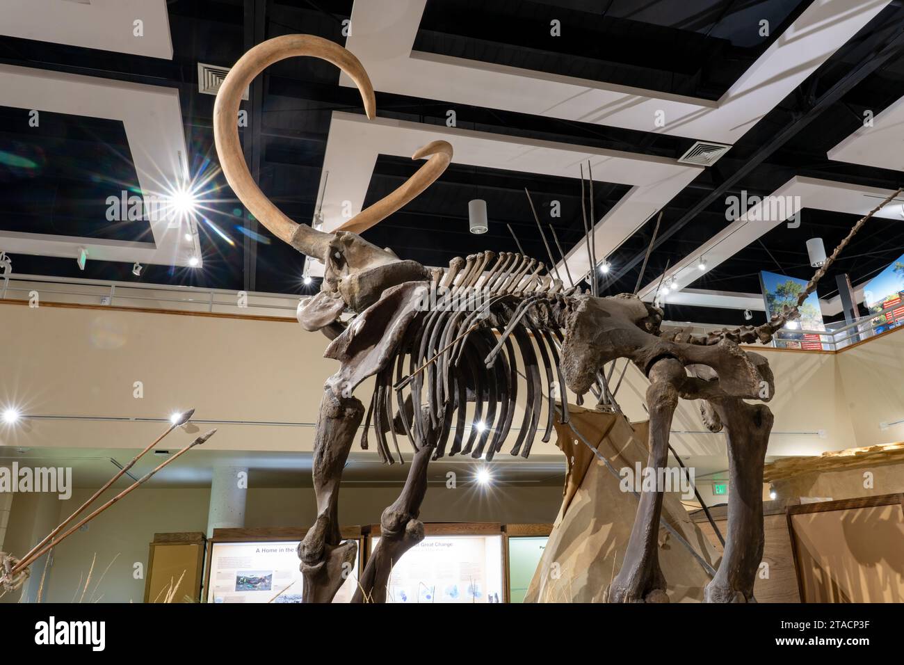 A Columbian Mammoth, Mammuthus columbi, in the USU Eastern Prehistoric Museumin Price, Utah