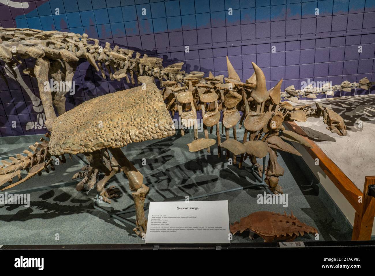 Reconstructed skeleton of an Gastonia burgei, an armor-plated ankylosaur. Prehistoric Museum, Price, Utah. Stock Photo