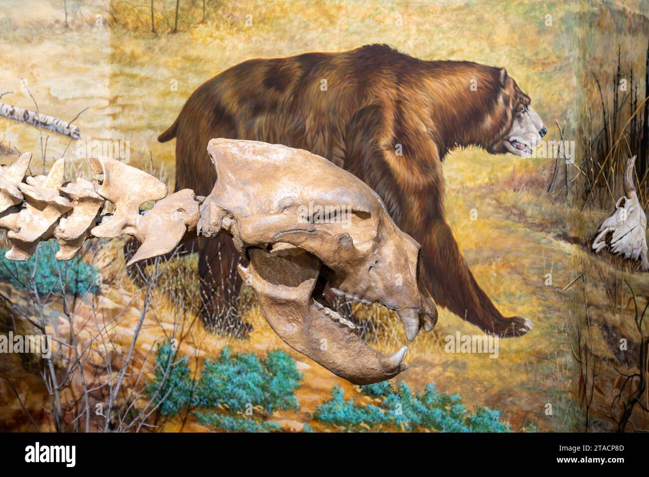 Detail of the skull of a Short-faced Bear, Arctodus simus, in the USU Eastern Prehistoric Museum in Price, Utah.   Behind is a painting of the bear. Stock Photo