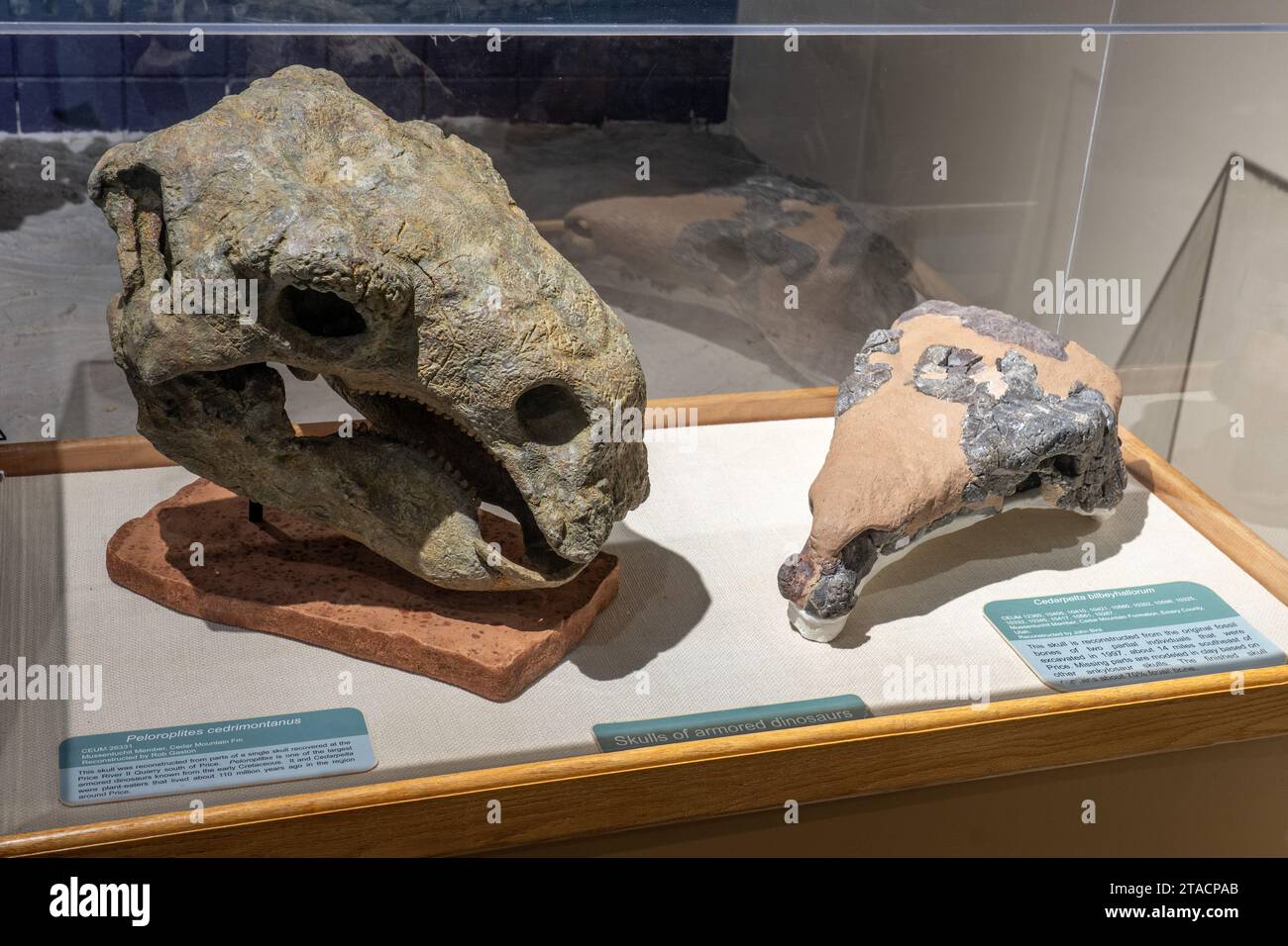 Family ankylosauridae hires stock photography and images Alamy