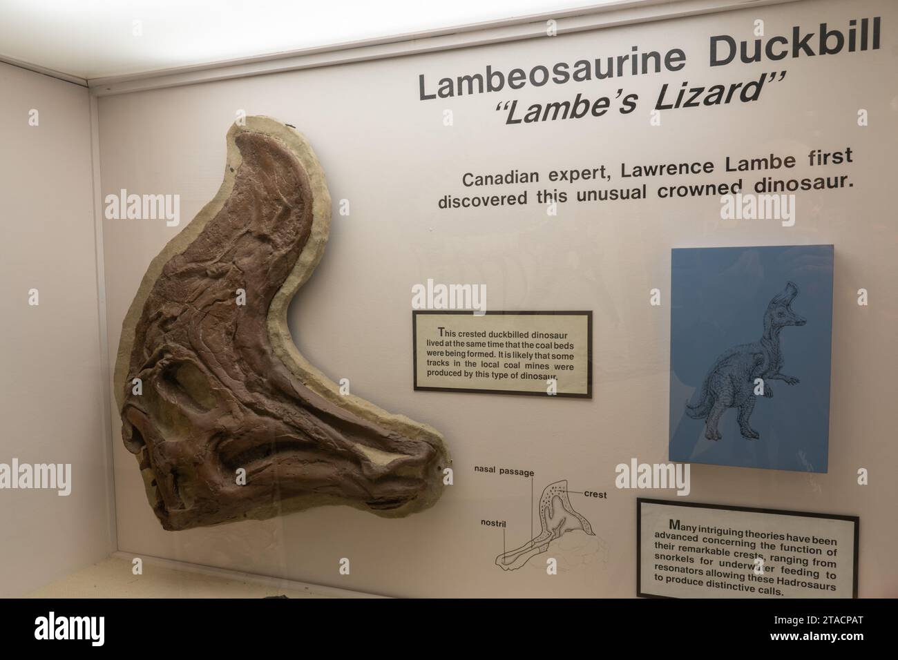 Fossil hadrosaur skull hires stock photography and images Alamy