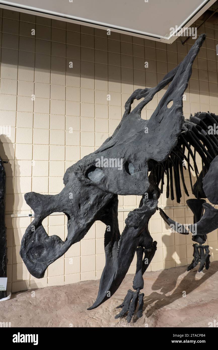 Skeleton cast of a ceratopsid horned dinosaur, Chasmosaurus belli, in