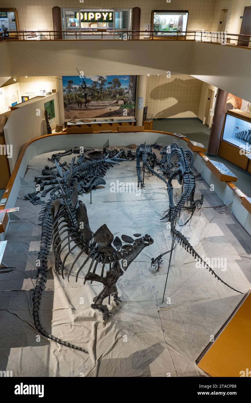 Display of various dinosaur skeletons in the USU Eastern Prehistoric
