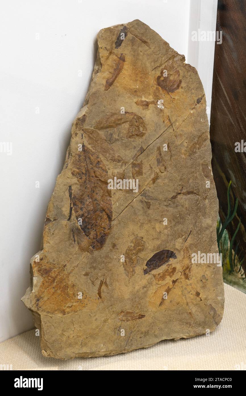 Fossilized leaves in the USU Eastern Prehistoric Museum in Price, Utah. Stock Photo