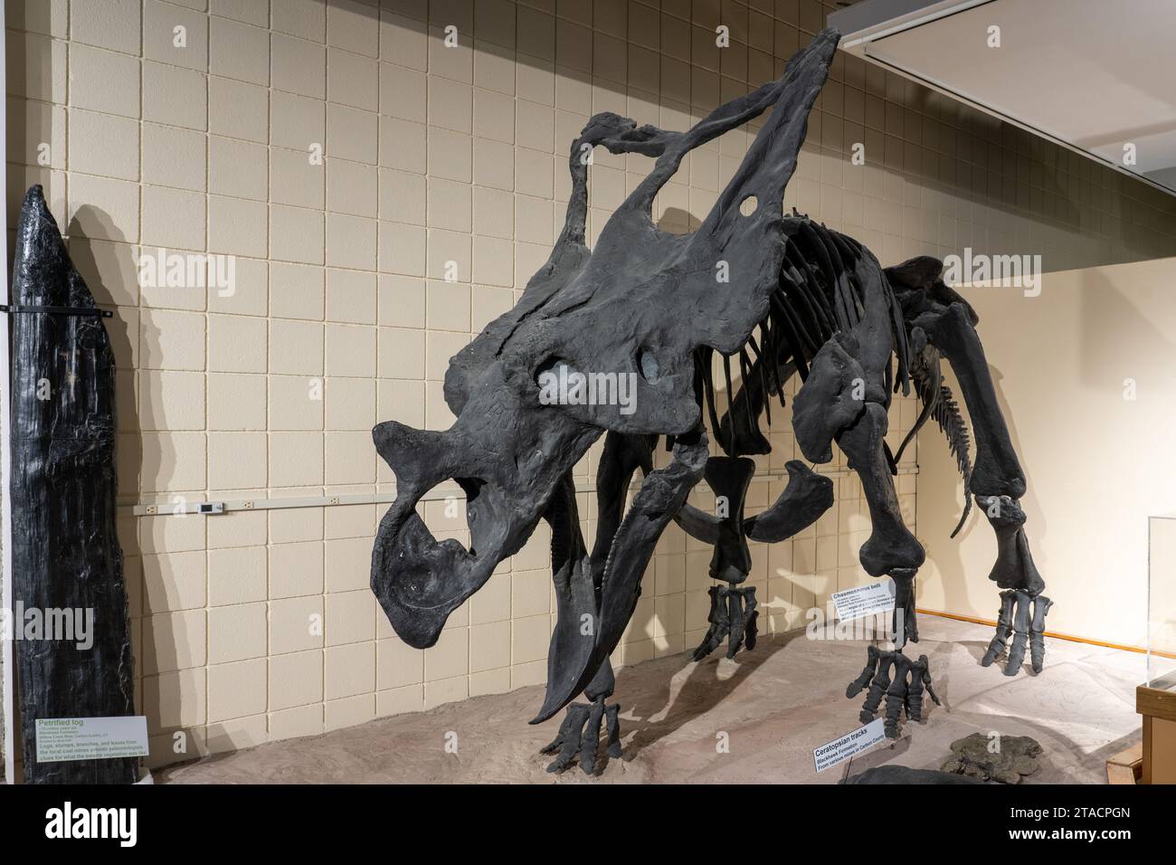 Skeleton cast of a ceratopsid horned dinosaur, Chasmosaurus belli, in