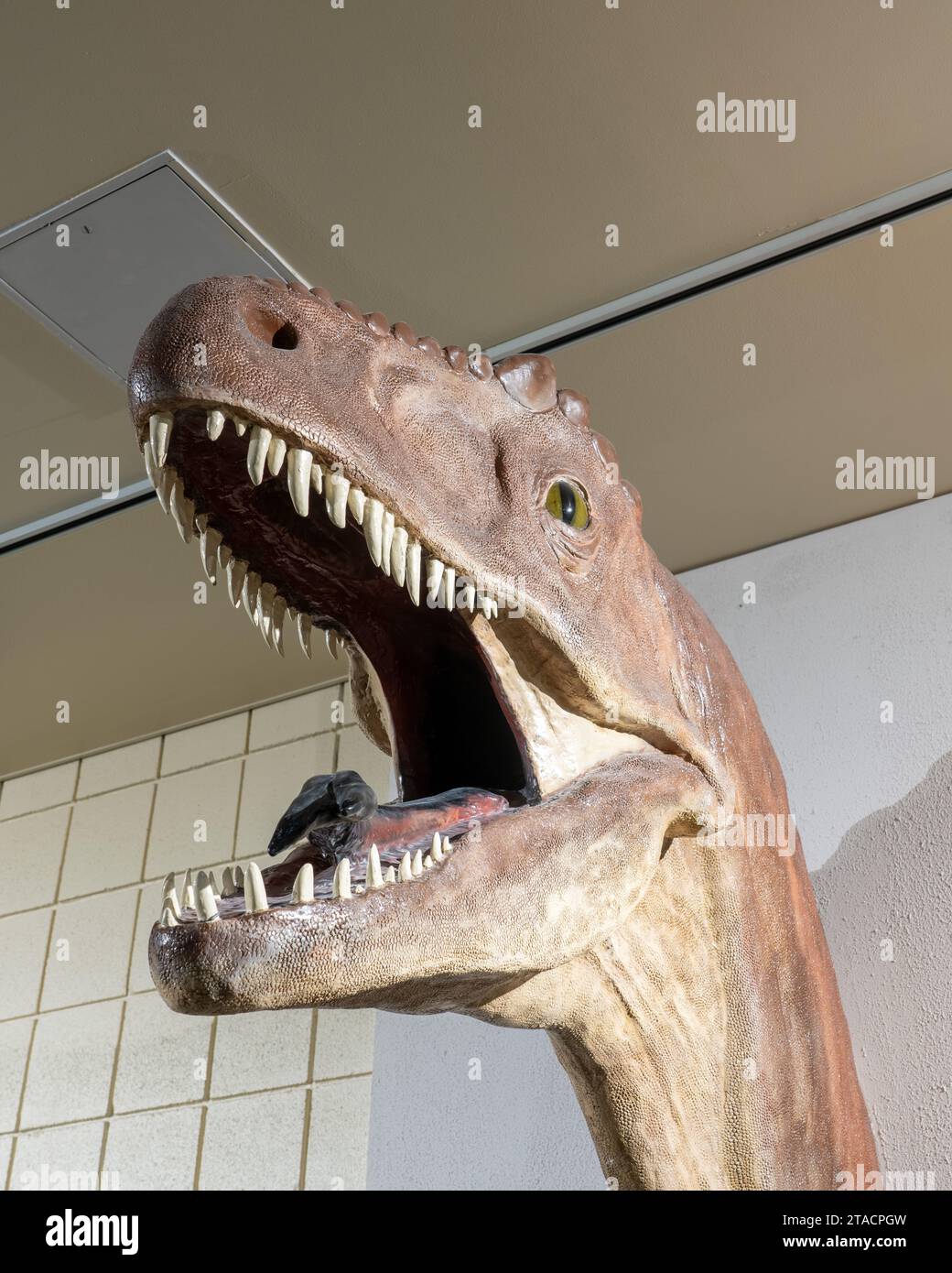 Reproduction of an allosaurus dinosaur head in the USU Eastern