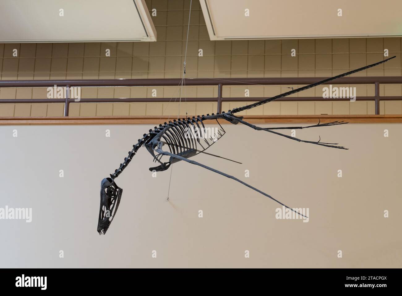Skeleton cast of a flying pterosaur in the USU Eastern Prehistoric Museum in Price, Utah. Stock Photo