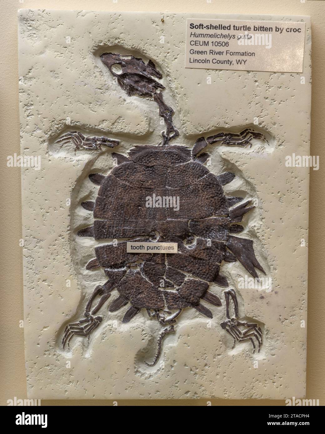 Fossil of a soft-shelled turtle, Hummelichelys gutta, in the USU Eastern Prehistoric Museum in Price, Utah.  Tooth punctures in the shell indicate it Stock Photo