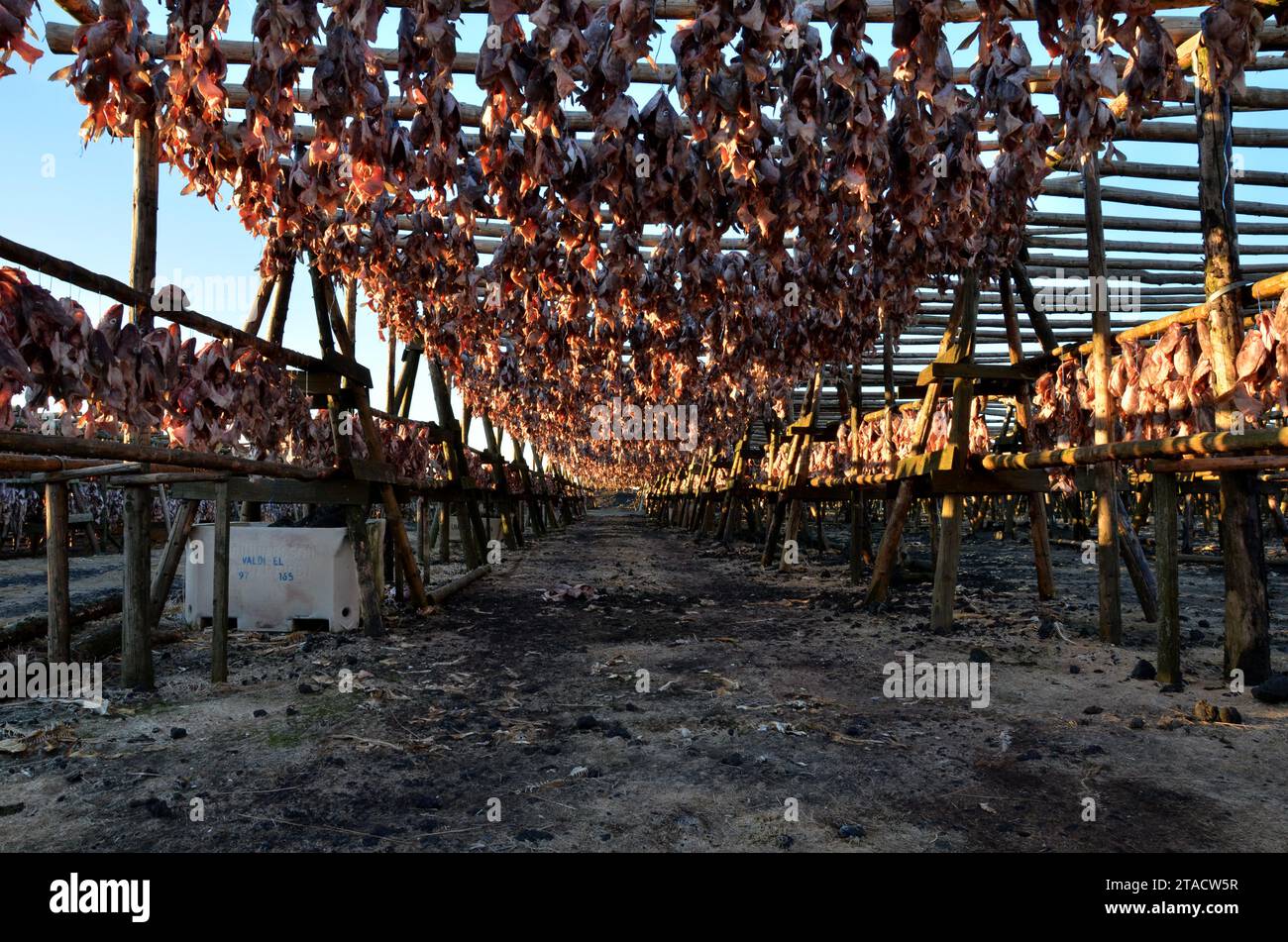 Icelandic Dry Fish Drying fish in iceland hi-res stock photography and images - Alamy