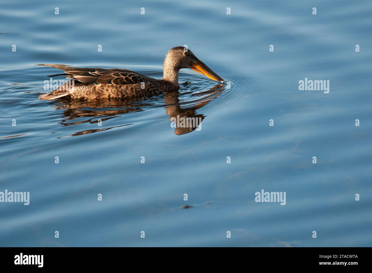 Northern Shoveler swimming with enormous beak almost in the water Stock Photo