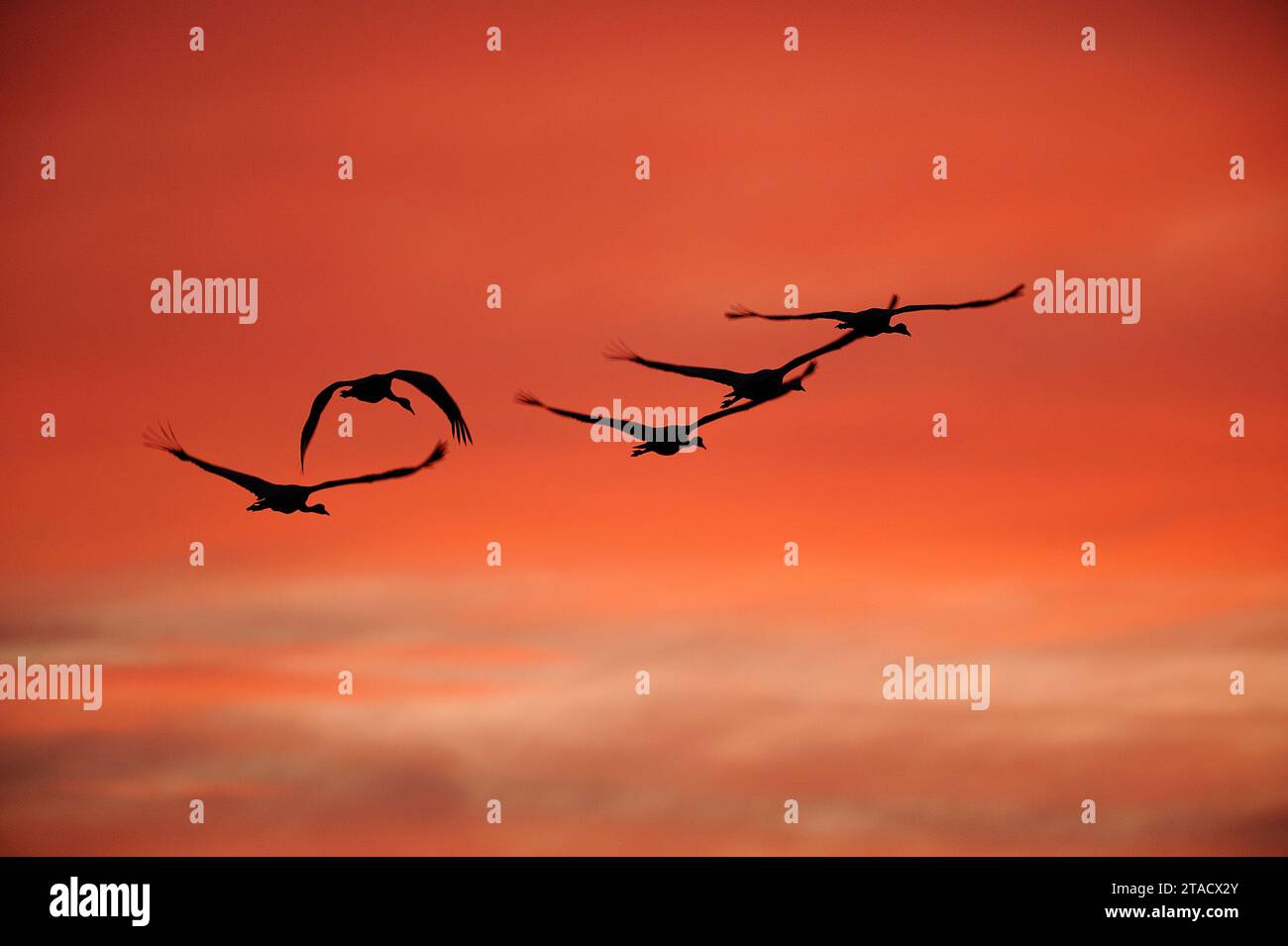 Common Crane in flight during migration Stock Photo Alamy