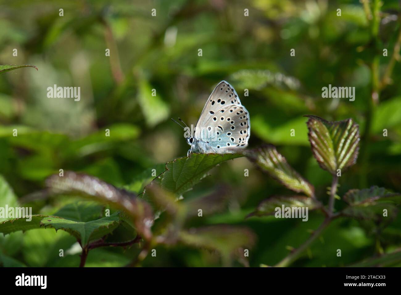 A Large Blue (Phengaris arion) butterfly warms up in the early morning in late-June at a nature reserve in Somerset, England Stock Photo
