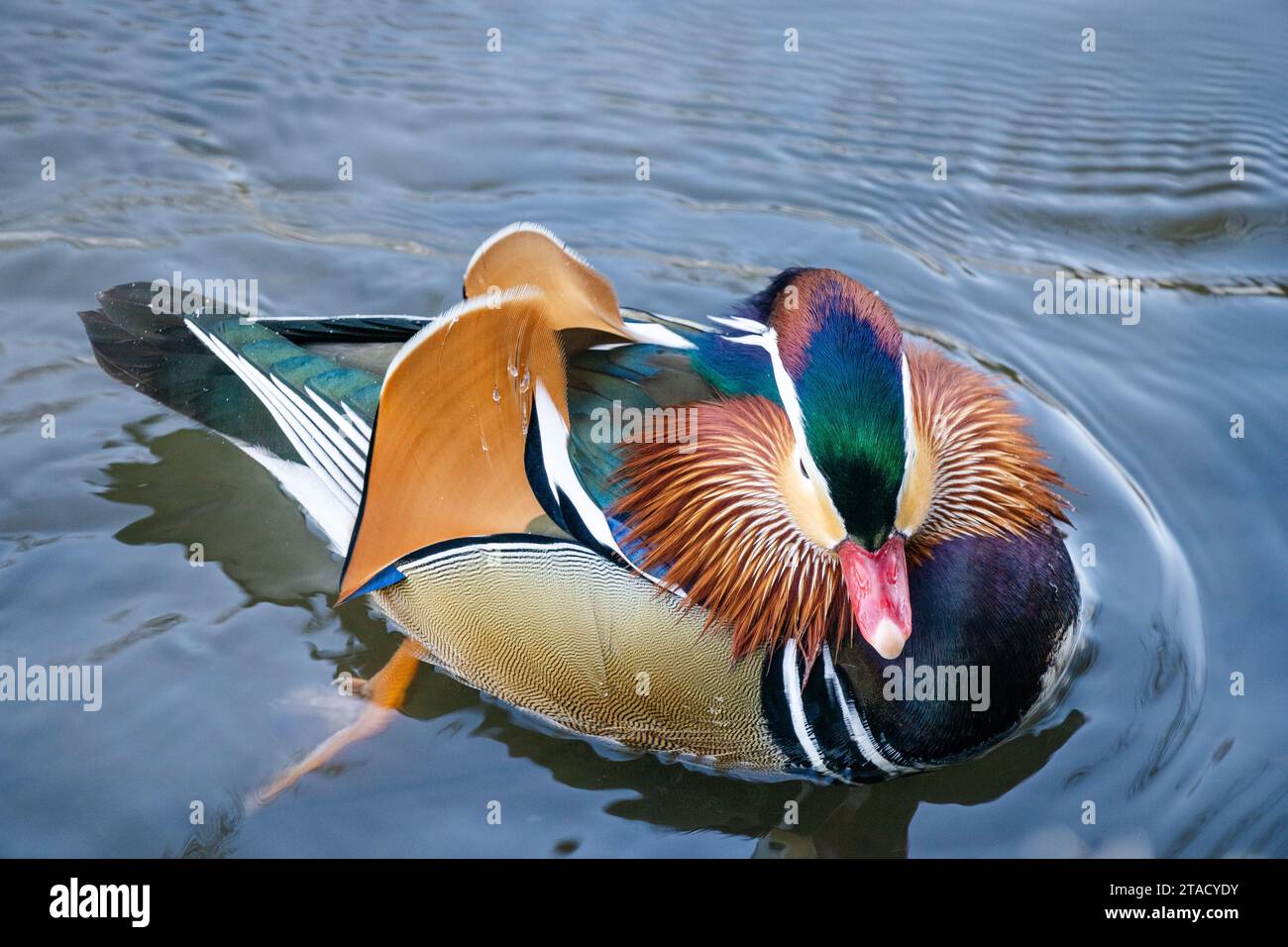 Winter time nature and mandarin 9.12.2023 Bialystok Poland. Colorful wild mandarin duck on the river in winter. Stock Photo