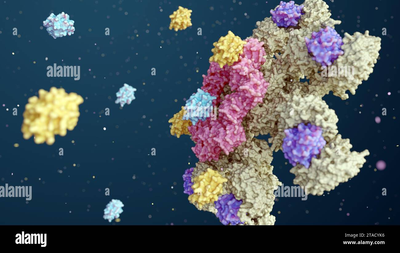 3d rendering of Caspase-9 is activated on the apoptosome complex and caspase-9 activate caspase-3 Stock Photo