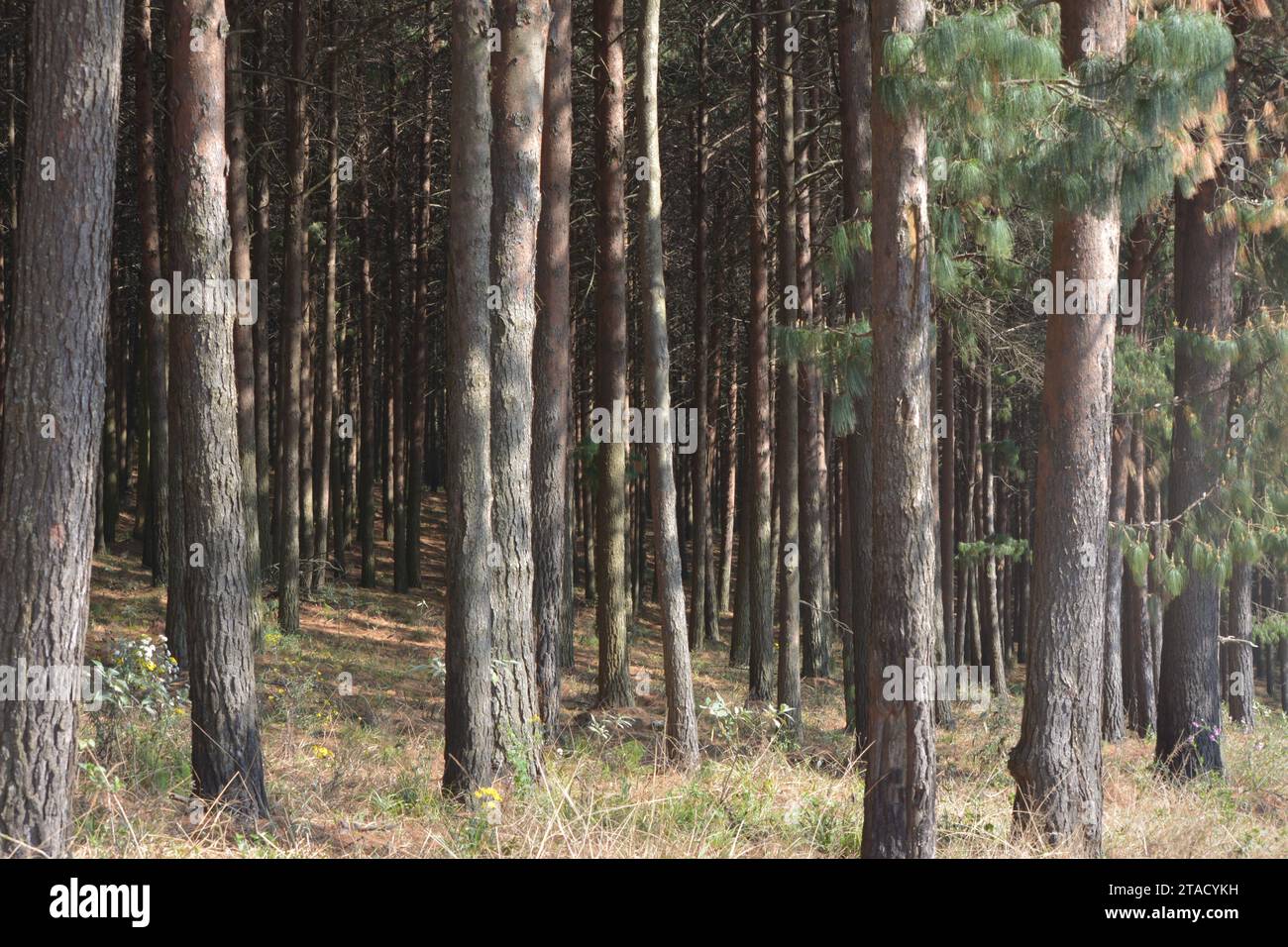 Mature pine trees hires stock photography and images Alamy