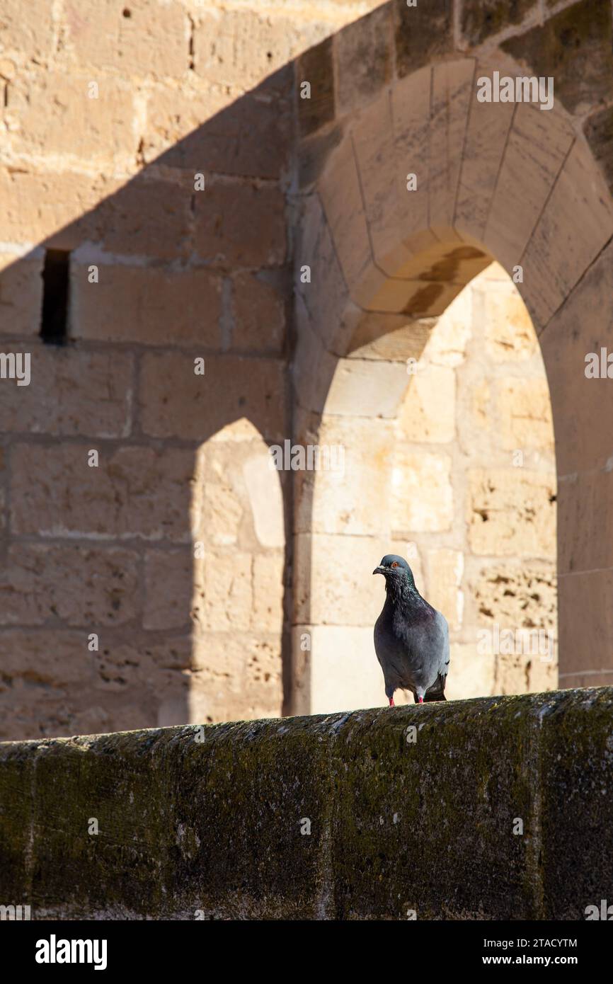 Pigeon sitting on a wall at Castell de Bellver in Palma, Mallorca, Spain Stock Photo