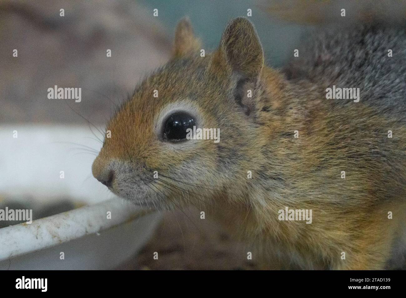 A view of a squirrel in a cage. Beautiful eyes of a squirrel Stock Photo