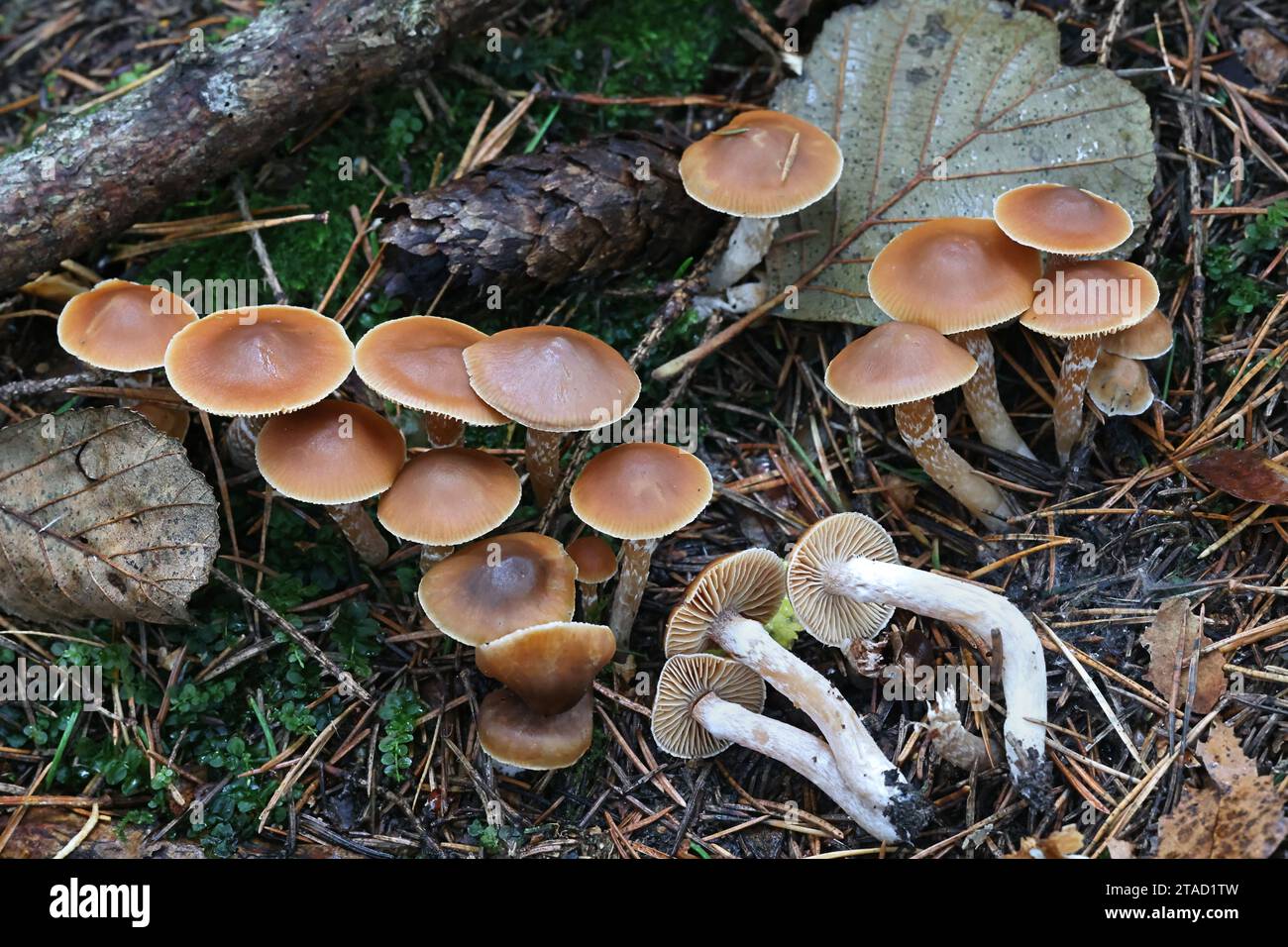 Cortinarius obtusus coll., a webcap mushroom  from Finland, no common English name Stock Photo