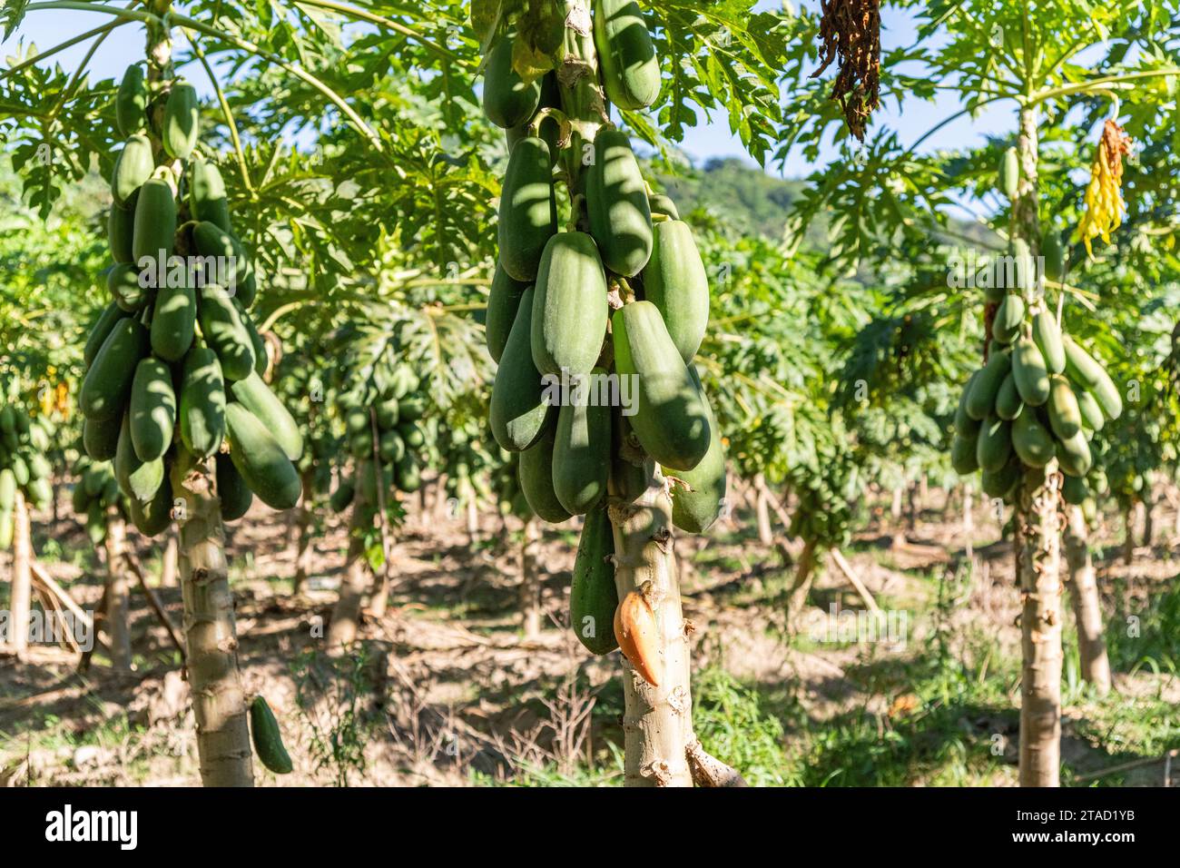 A papaya fruit tree farm in Colombia Stock Photo