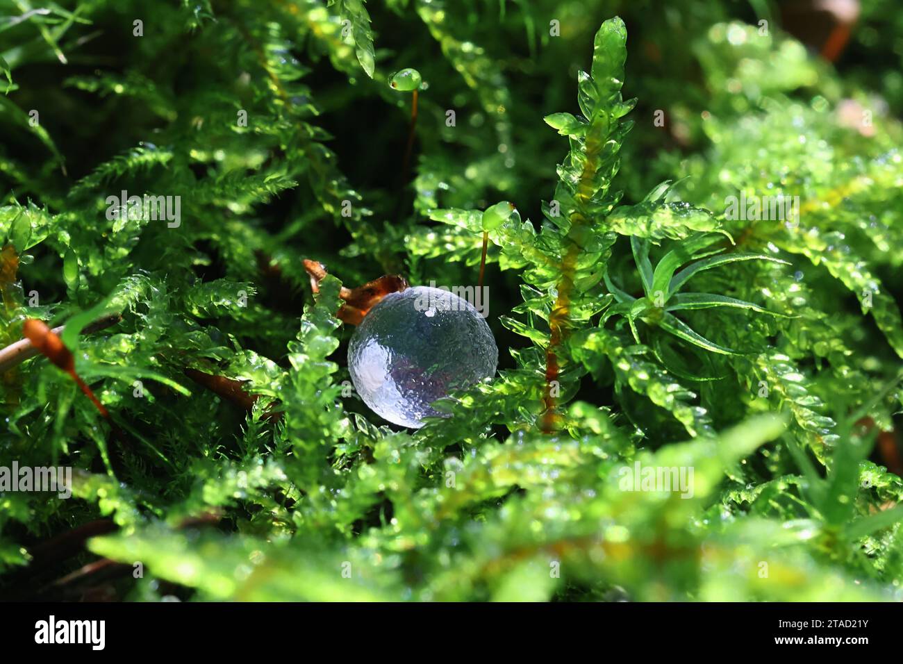 Snail eggs hires stock photography and images Alamy