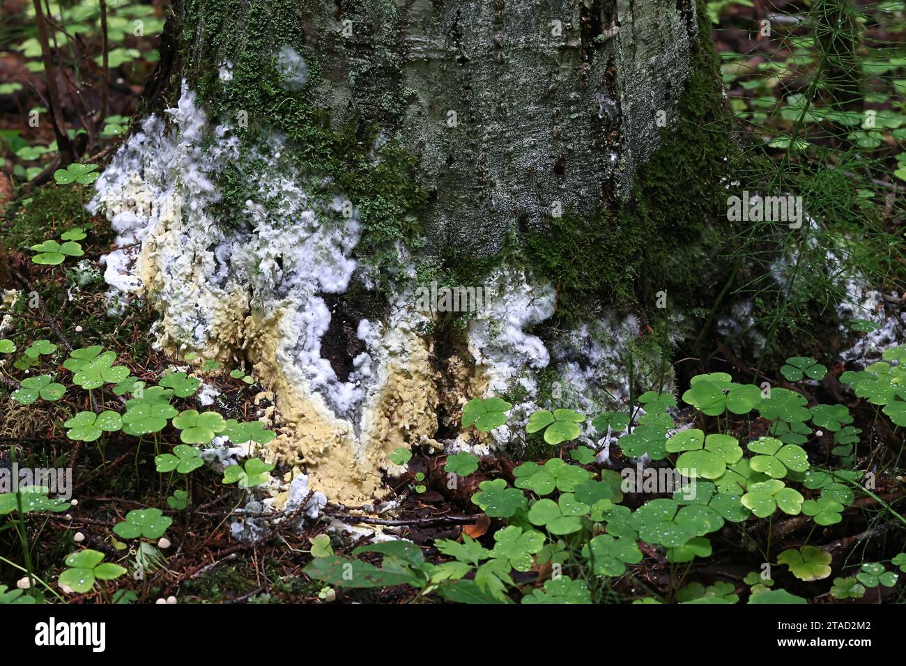 Vesiculomyces citrinus, also called Gloiothele citrina, a resupinate fungus growing on spruce stump in Finland Stock Photo